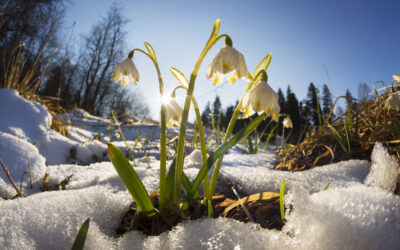 Lichterfest / Imbolc – Von Reinigung und Neubeginn